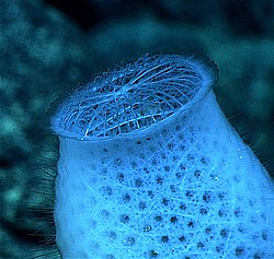 Closeup of intricate lattice of the Venus' flower basket